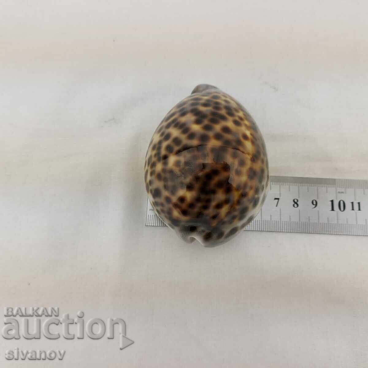 Ενδιαφέρον μύδι ραπάν Cypraea Tigris 85mm #2680 - 6