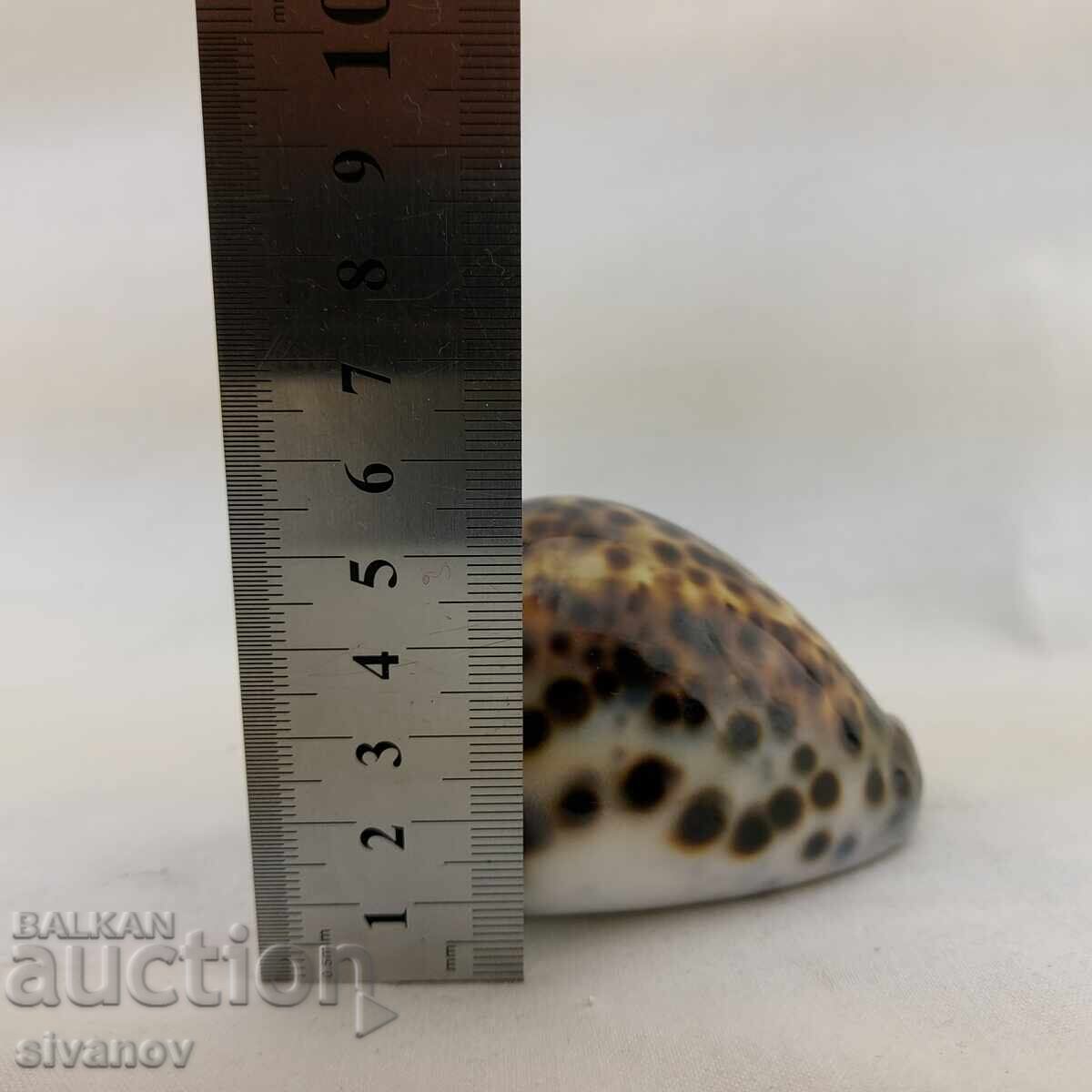 Ενδιαφέρον μύδι ραπάν Cypraea Tigris 85mm #2680 - 7