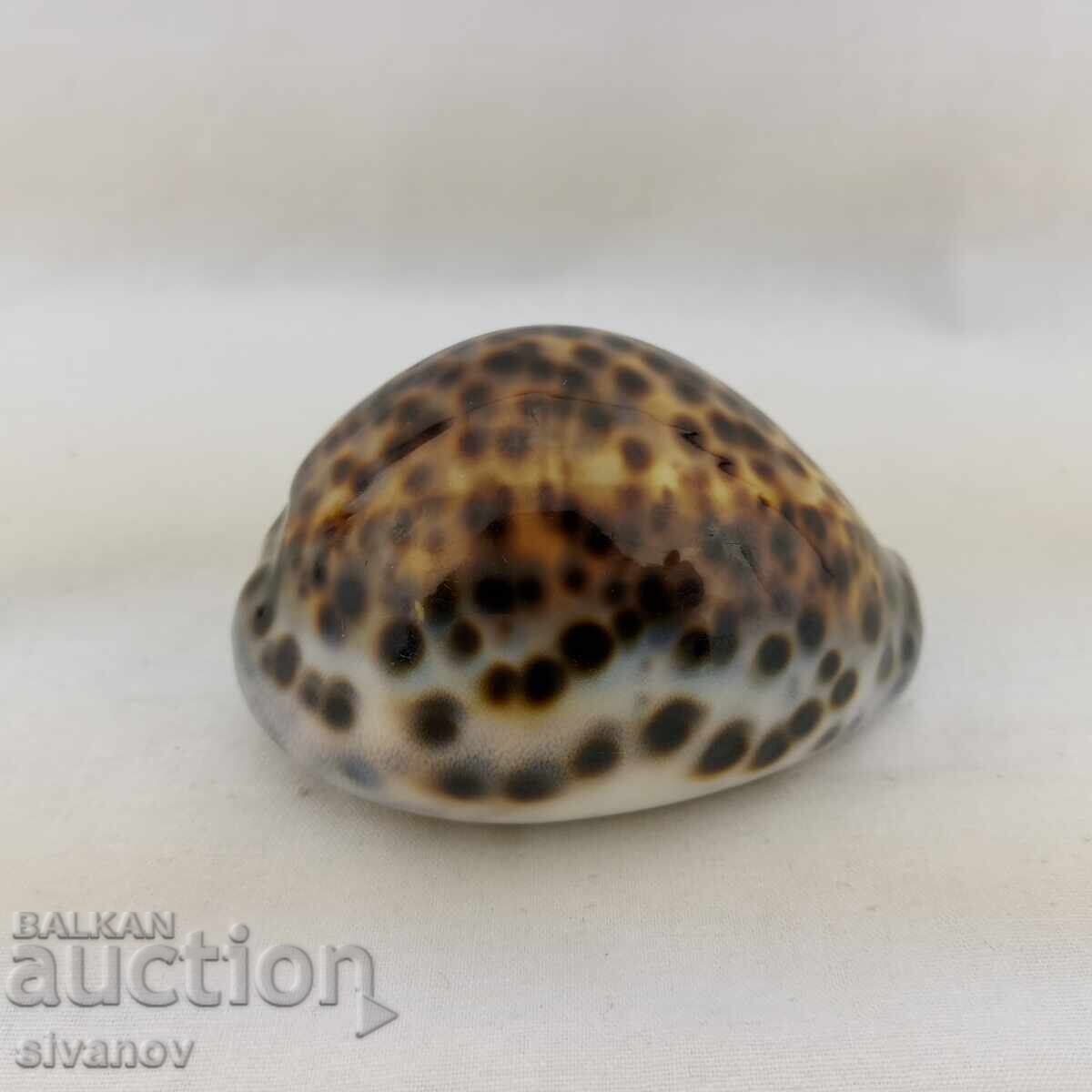 Ενδιαφέρον μύδι ραπάν Cypraea Tigris 85mm #2680