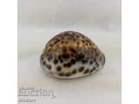 Interesant melc rapăn Cypraea Tigris 85mm #2680