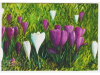 Felicitare Pictură Flori Brandușe 2024 din Ungaria