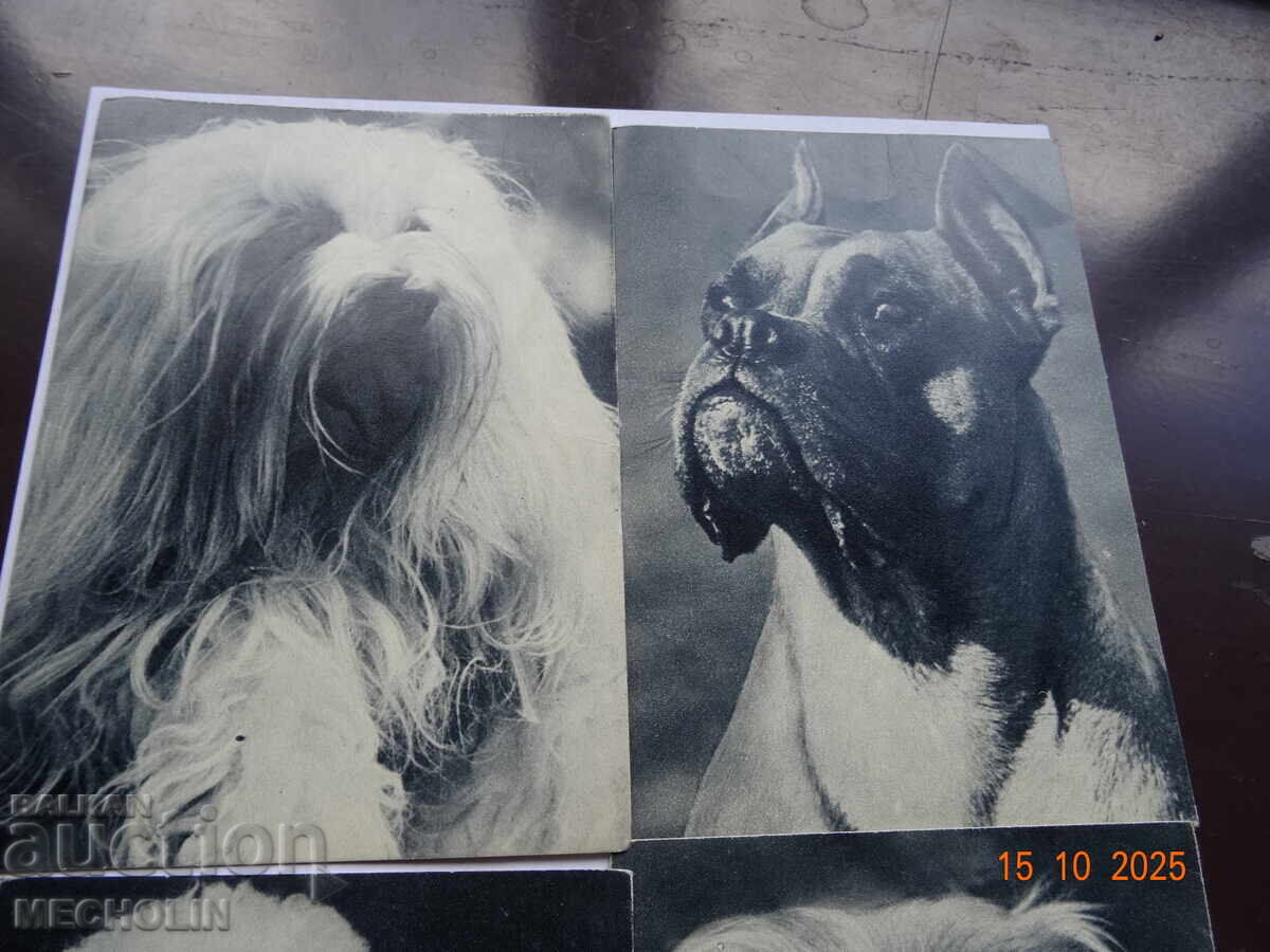 ΣΥΛΛΕΚΤΙΚΕΣ ΡΩΣΙΚΕΣ ΚΑΡΤΕΣ ΤΟΥ 1969 ΣΚΥΛΙΑ με τιμή 15.00 BGN | € 7.67 ΣΥΛΛΕΚΤΙΚΕΣ ΡΩΣΙΚΕΣ ΚΑΡΤΕΣ ΤΟΥ 1969 ΣΚΥΛΙΑ με τιμή 15.00 BGN | € 7.67