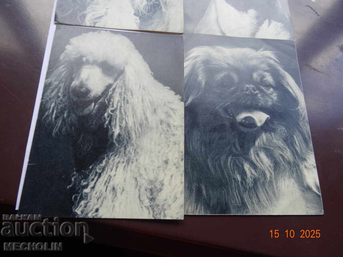 Δημοπρασία ΣΥΛΛΕΚΤΙΚΕΣ ΡΩΣΙΚΕΣ ΚΑΡΤΕΣ ΤΟΥ 1969 ΣΚΥΛΙΑ Δημοπρασία ΣΥΛΛΕΚΤΙΚΕΣ ΡΩΣΙΚΕΣ ΚΑΡΤΕΣ ΤΟΥ 1969 ΣΚΥΛΙΑ