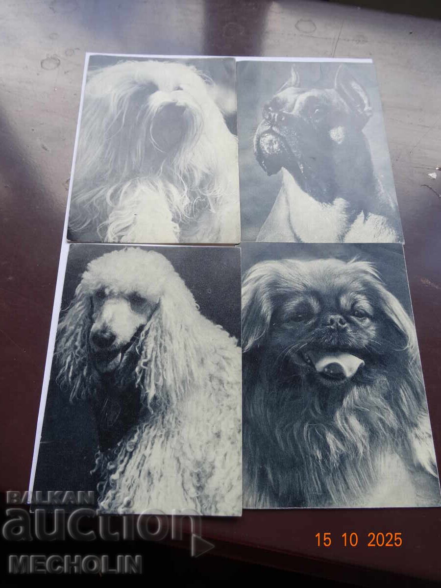 ΣΥΛΛΕΚΤΙΚΕΣ ΡΩΣΙΚΕΣ ΚΑΡΤΕΣ ΤΟΥ 1969 ΣΚΥΛΙΑ ΣΥΛΛΕΚΤΙΚΕΣ ΡΩΣΙΚΕΣ ΚΑΡΤΕΣ ΤΟΥ 1969 ΣΚΥΛΙΑ