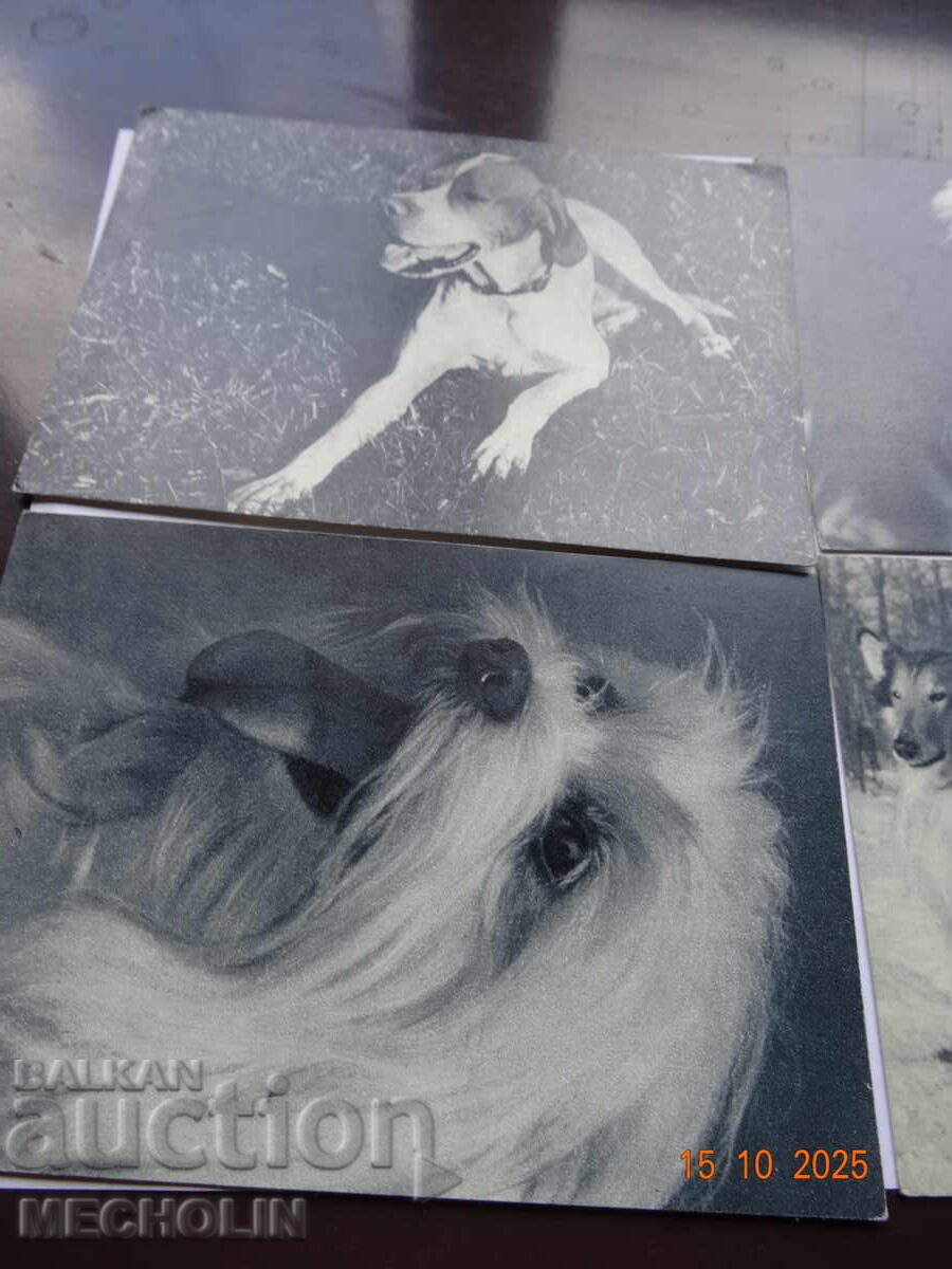 Collector's Russian Cards from 1969 Dogs 2 with price 15.00 BGN | € 7.67