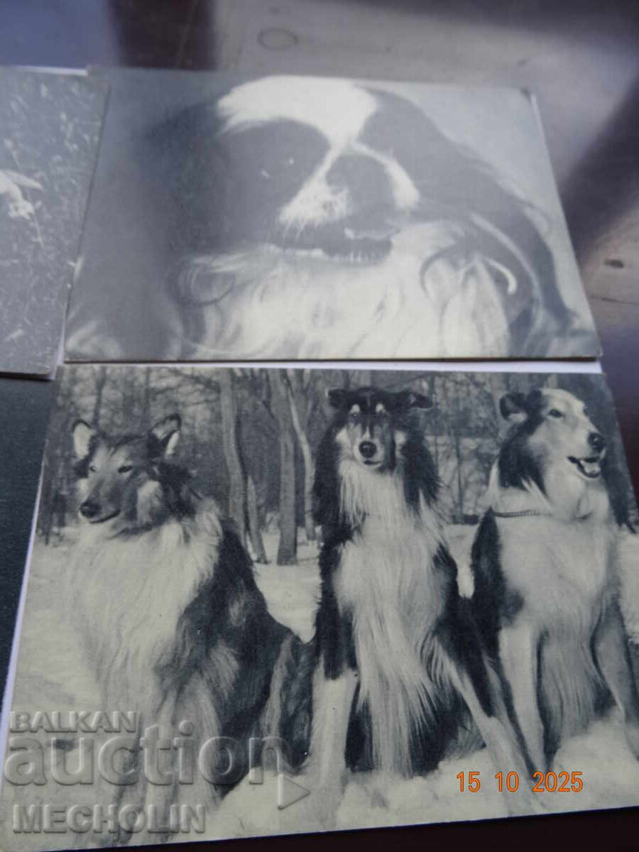 Auction  Collector's Russian Cards from 1969 Dogs 2