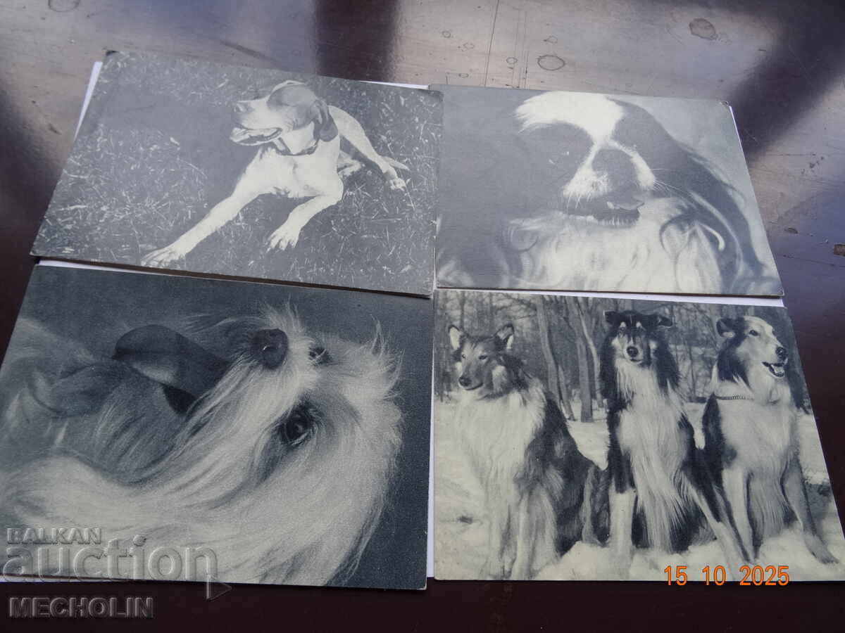 Collector's Russian Cards from 1969 Dogs 2