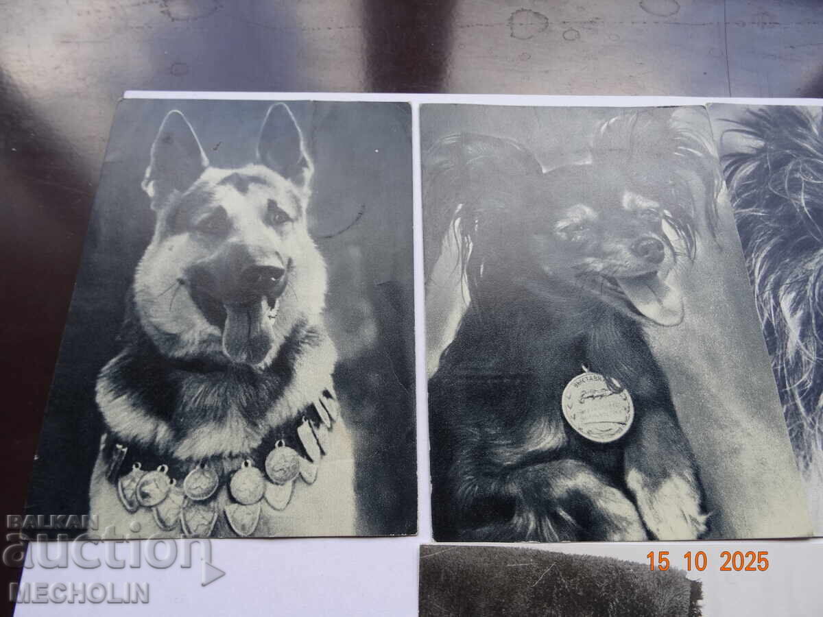 COLLECTOR'S RUSSIAN CARDS FROM 1969 DOGS 3 with price 15.00 BGN | € 7.67 COLLECTOR'S RUSSIAN CARDS FROM 1969 DOGS 3 with price 15.00 BGN | € 7.67