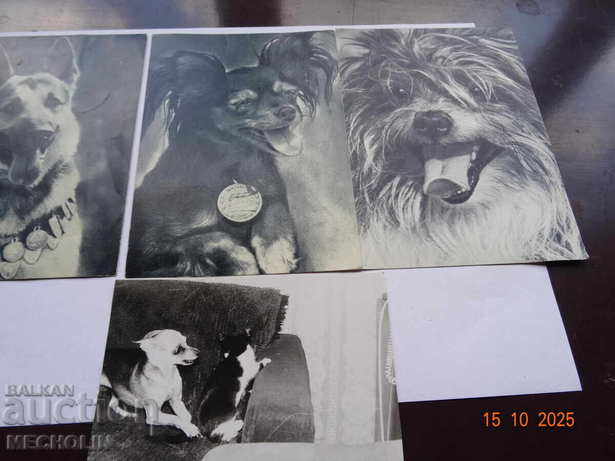 Auction COLLECTOR'S RUSSIAN CARDS FROM 1969 DOGS 3 Auction COLLECTOR'S RUSSIAN CARDS FROM 1969 DOGS 3
