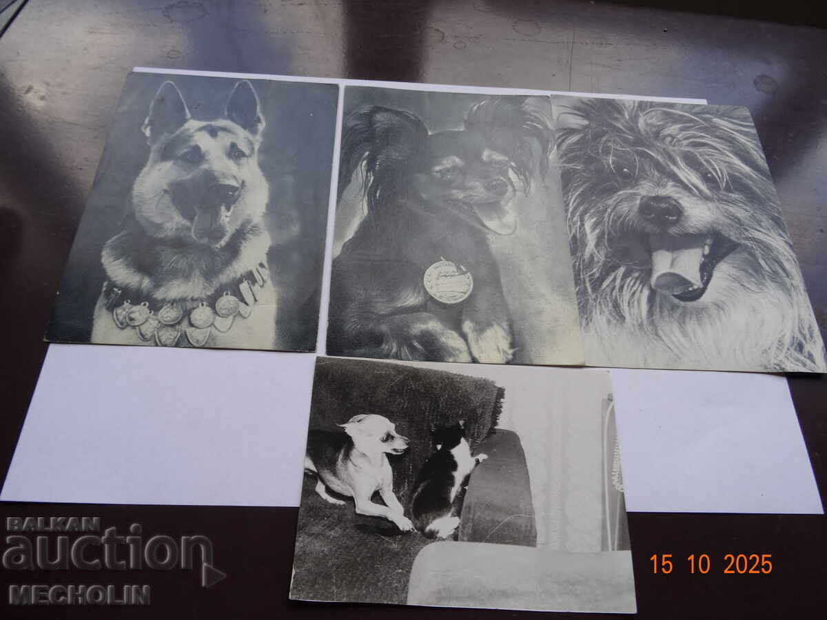COLLECTOR'S RUSSIAN CARDS FROM 1969 DOGS 3 COLLECTOR'S RUSSIAN CARDS FROM 1969 DOGS 3