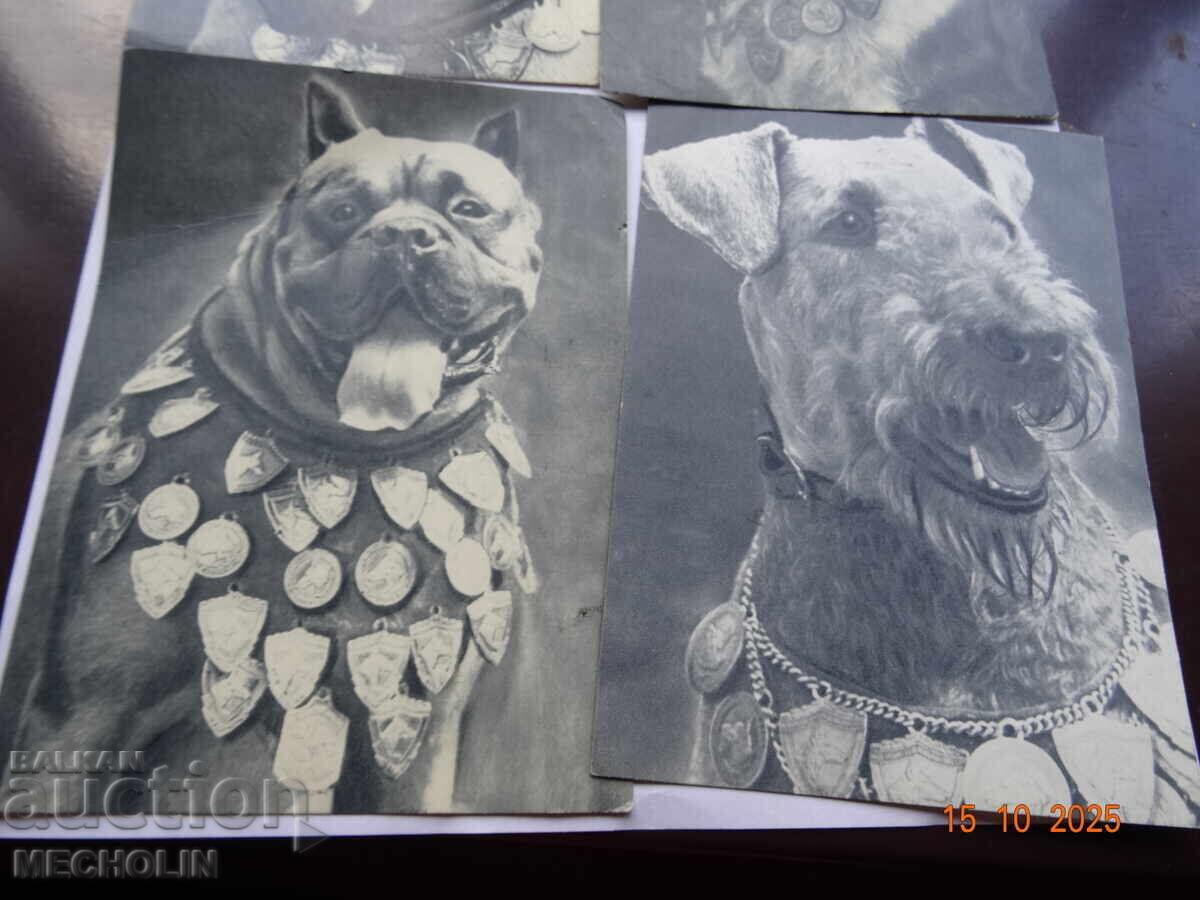 Δημοπρασία ΣΥΛΛΕΚΤΙΚΕΣ ΡΩΣΙΚΕΣ ΚΑΡΤ ΠΟΣΤΑΛ ΑΠΟ ΤΟ 1969 ΣΚΥΛΙΑ 4