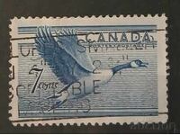 Canada Fauna/Păsări