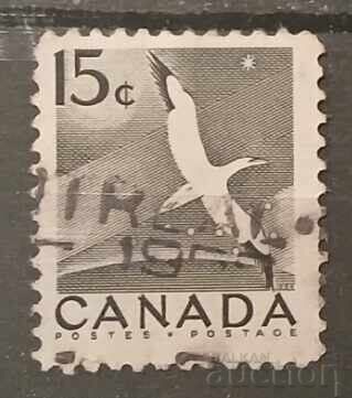 Canada Fauna/Păsări Canada Fauna/Păsări