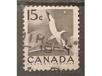 Canada Fauna/Păsări