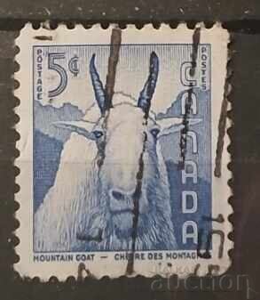 Canada Faună Canada Faună