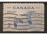 Canada Fauna/Păsări