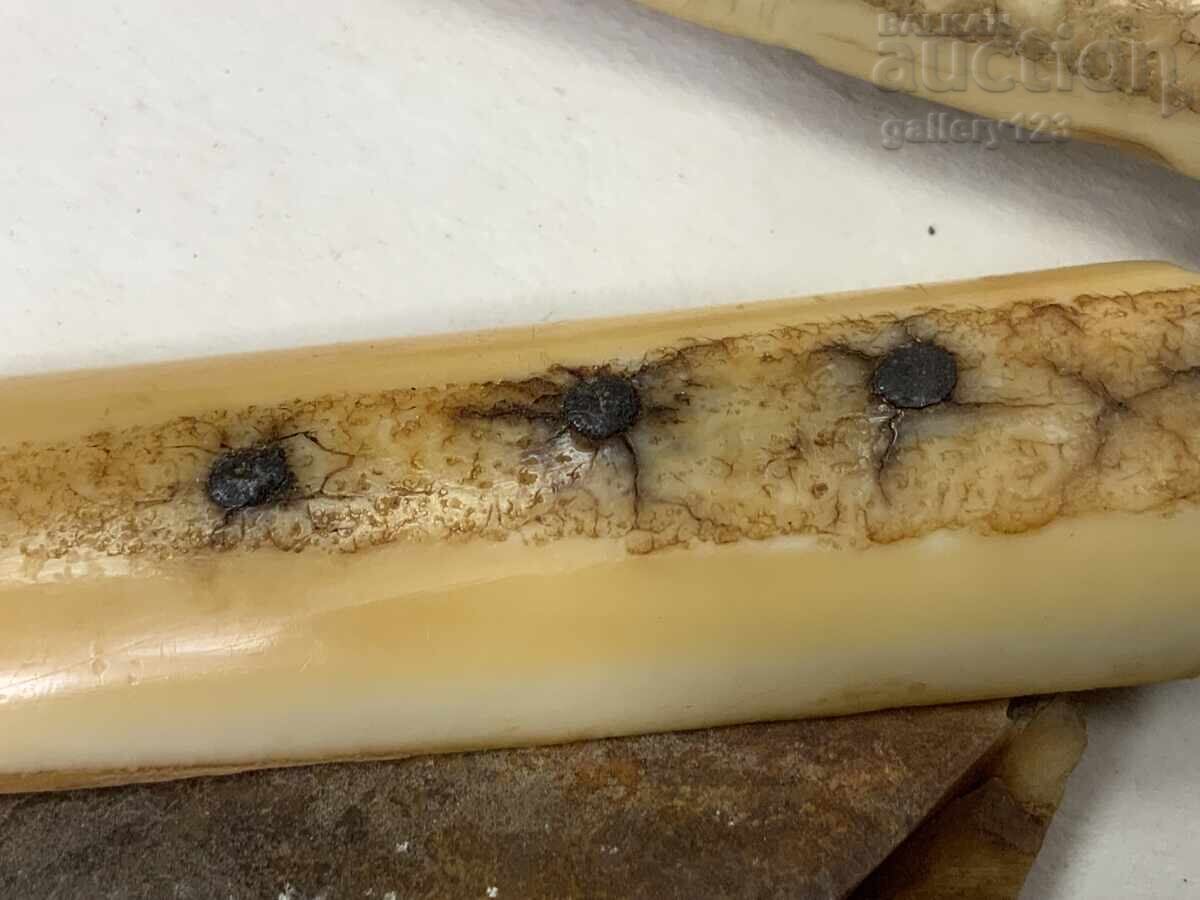 Delivery of From a walrus tusk yatagan