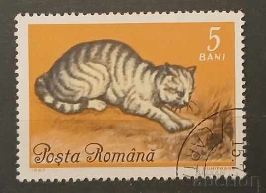 Ρουμανία Πανίδα/Γάτες Ρουμανία Πανίδα/Γάτες