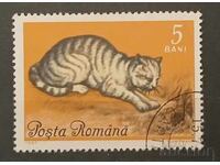 Ρουμανία Πανίδα/Γάτες