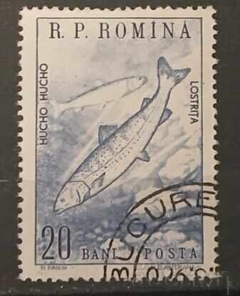 Ρουμανία Πανίδα Ρουμανία Πανίδα