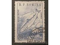 Ρουμανία Πανίδα