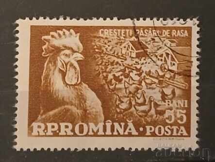 Ρουμανία Πανίδα/Πουλιά Ρουμανία Πανίδα/Πουλιά