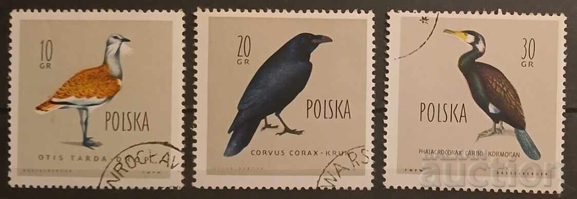 Polonia Faună/Păsări Polonia Faună/Păsări