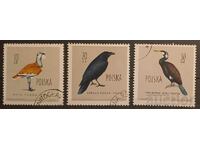 Poland Fauna/Birds