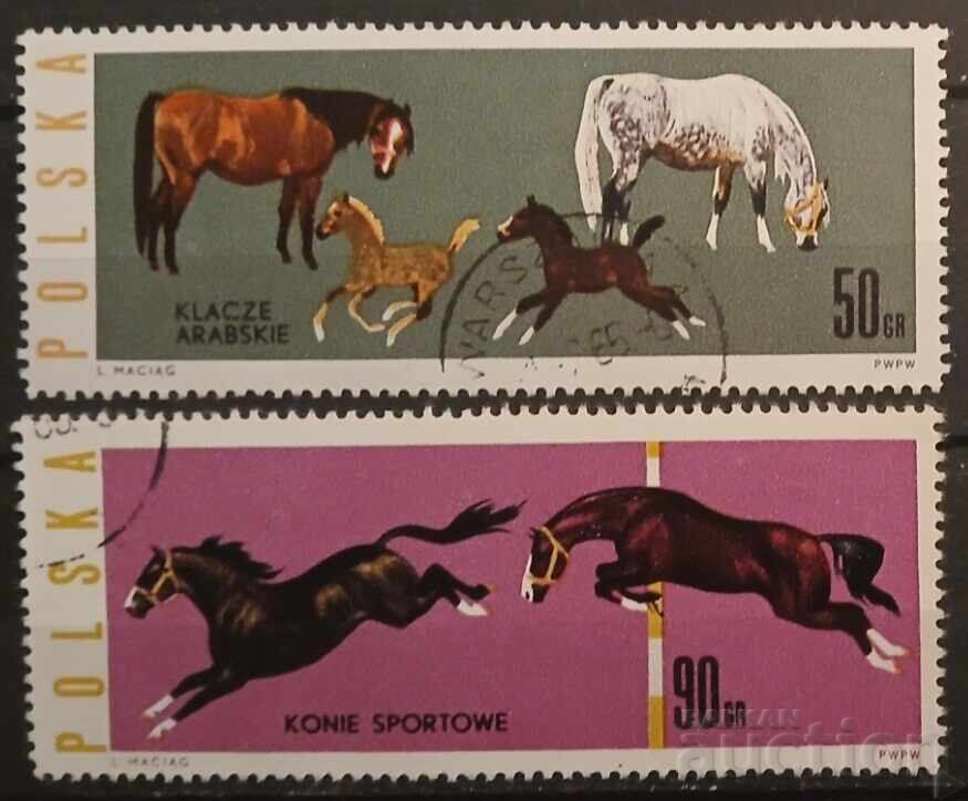 Πολωνία Φαύνα/Άλογα Πολωνία Φαύνα/Άλογα