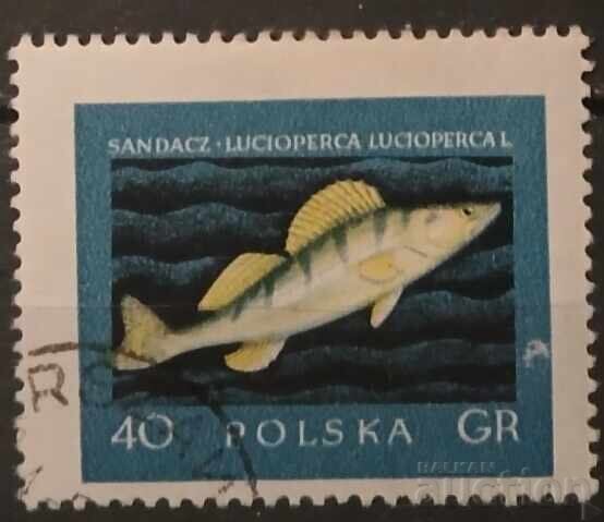 Polonia Faună Polonia Faună