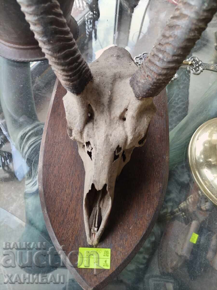 ЛОВЕН ТРОФЕЙ НА АНТИЛОПА с цена 120.00 лв. | € 61.36 ЛОВЕН ТРОФЕЙ НА АНТИЛОПА с цена 120.00 лв. | € 61.36