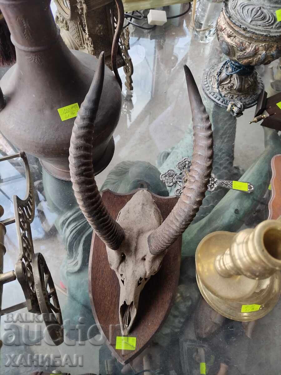 Аукцион ЛОВЕН ТРОФЕЙ НА АНТИЛОПА Аукцион ЛОВЕН ТРОФЕЙ НА АНТИЛОПА