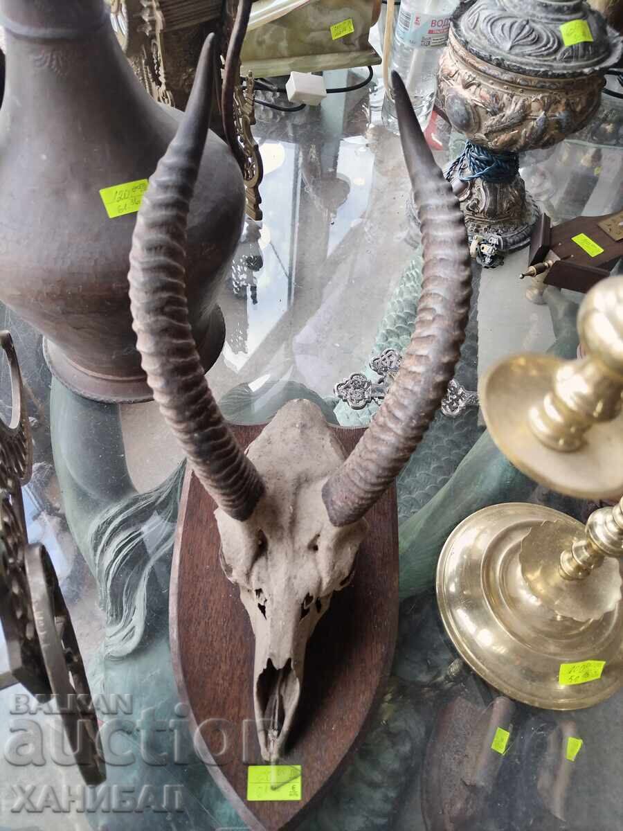 ЛОВЕН ТРОФЕЙ НА АНТИЛОПА ЛОВЕН ТРОФЕЙ НА АНТИЛОПА