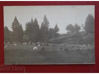 Πρόβατα και κατσίκες για βοσκή