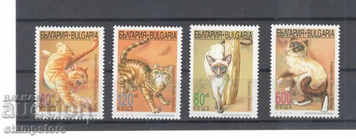 Βουλγαρία - Γάτες
