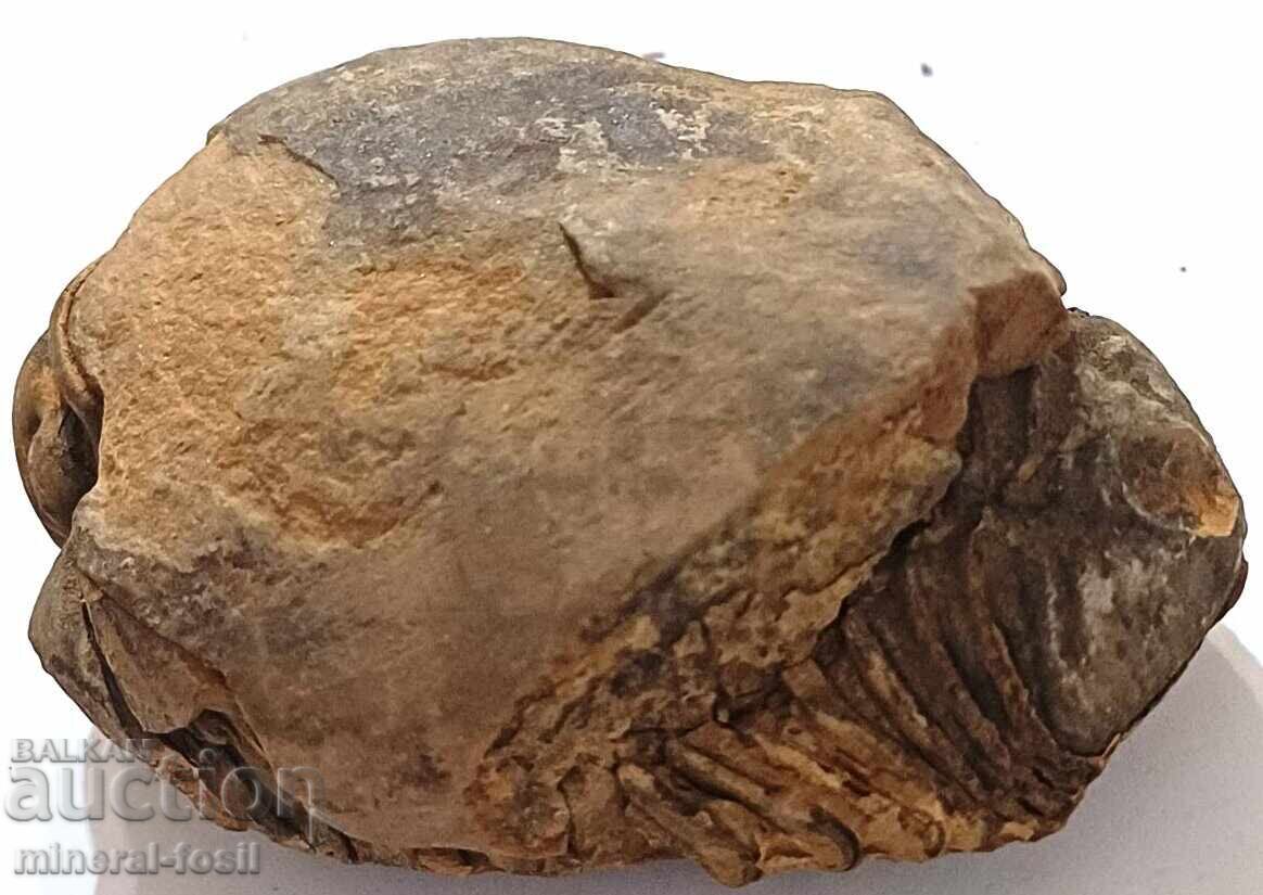 Trilobit - întreg, 2 bucăți cu preț 35.00 BGN | € 17.90