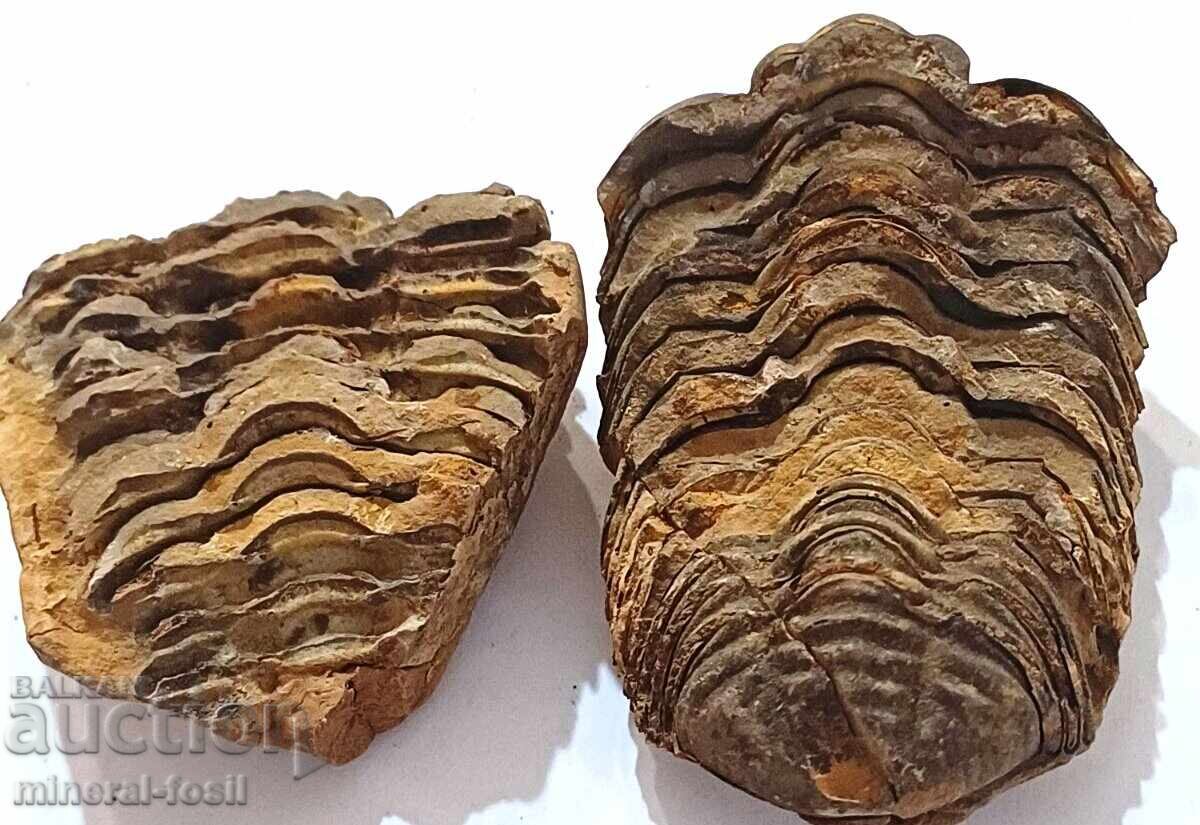 Trilobit - întreg, 2 bucăți