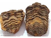 Trilobit - întreg, 2 bucăți