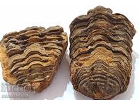 Trilobite - whole, 2 parts