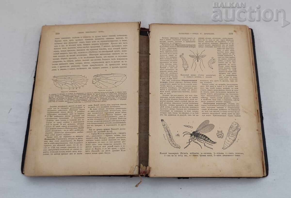 ANIMALS' LIFE A.E. BREHM 1902 St. Petersburg Vol. 3 - 5