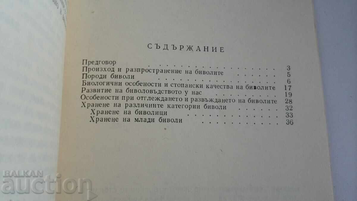Licitație BIVOLUL - ANIMAL ECONOMIC AVANTAJOS ÎN GOSPODĂRIA PERSONALĂ