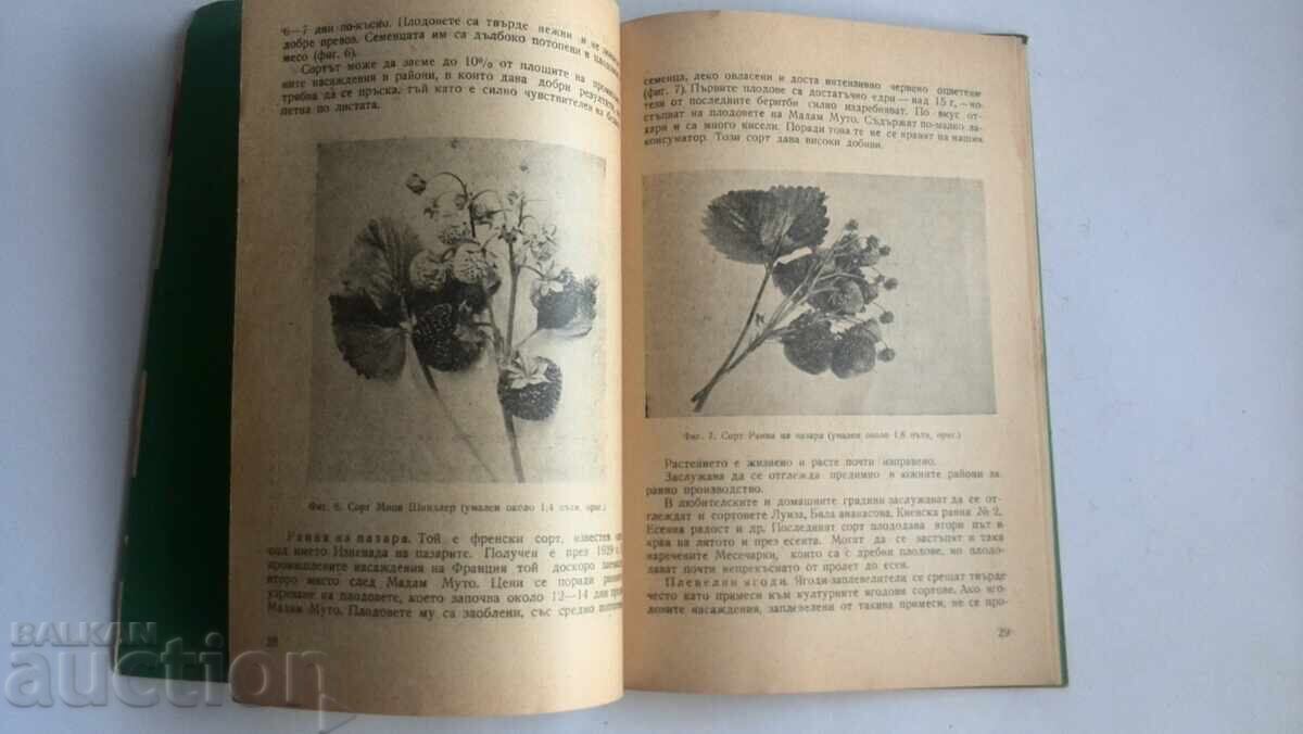 Fructe de pădure Lulcio Hristov - 6 Fructe de pădure Lulcio Hristov - 6