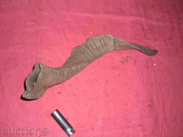 Δημοπρασία ΤΡΟΦΕΙΟ ΜΕΓΑΛΟΥ ΚΡΙΟΥ κέρατο κέρατος Δημοπρασία ΤΡΟΦΕΙΟ ΜΕΓΑΛΟΥ ΚΡΙΟΥ κέρατο κέρατος