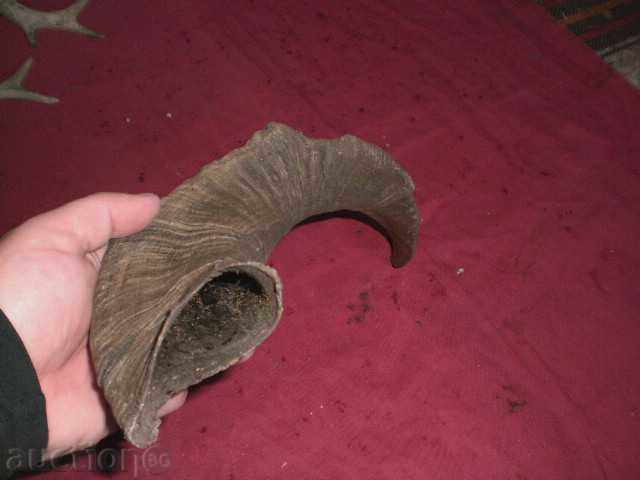 Παράδοση ΤΡΟΦΕΙΟ ΜΕΓΑΛΟΥ ΚΡΙΟΥ κέρατο κέρατος Παράδοση ΤΡΟΦΕΙΟ ΜΕΓΑΛΟΥ ΚΡΙΟΥ κέρατο κέρατος