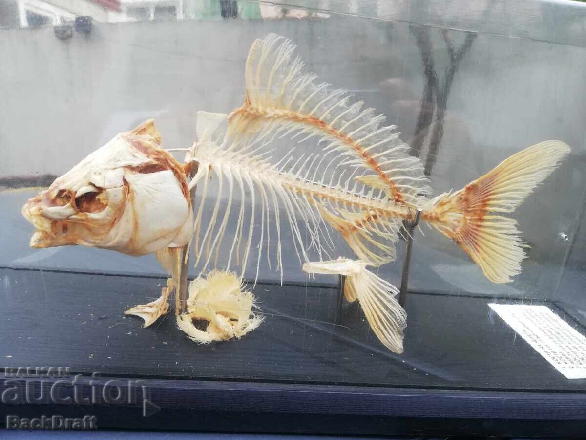 1989 Rare Soviet Educational Model Carp Skeleton with price 149.00 BGN | € 76.18