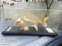 1989g. Model de schelet de pește crap, model didactic rar din perioada socialistă