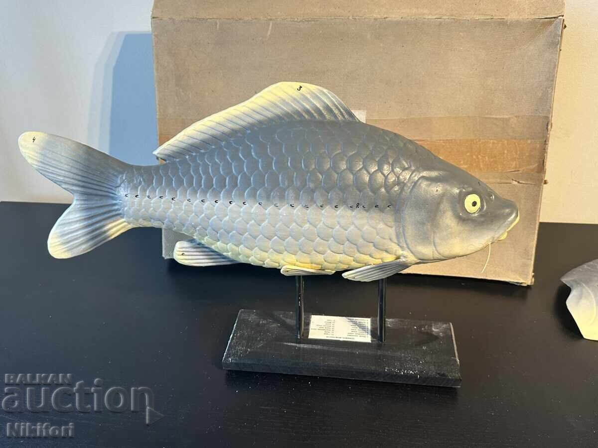 Social Educational Anatomical Model of Carp with price 220.00 BGN | € 112.48 Social Educational Anatomical Model of Carp with price 220.00 BGN | € 112.48