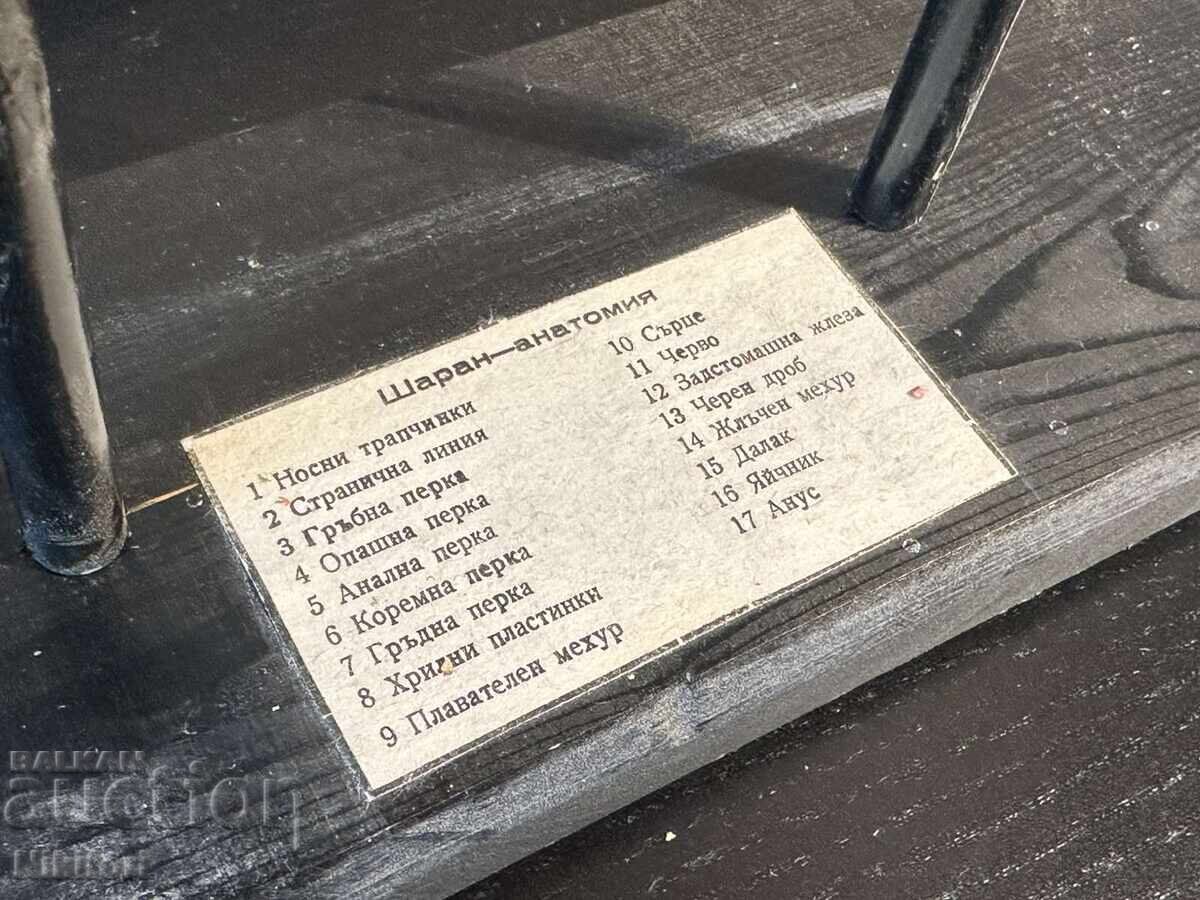 Auction Social Educational Anatomical Model of Carp Auction Social Educational Anatomical Model of Carp