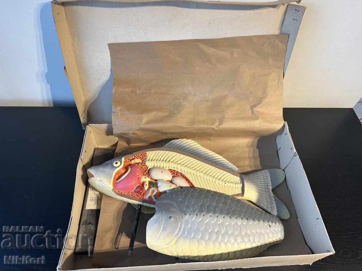 Social Educational Anatomical Model of Carp - 5 Social Educational Anatomical Model of Carp - 5
