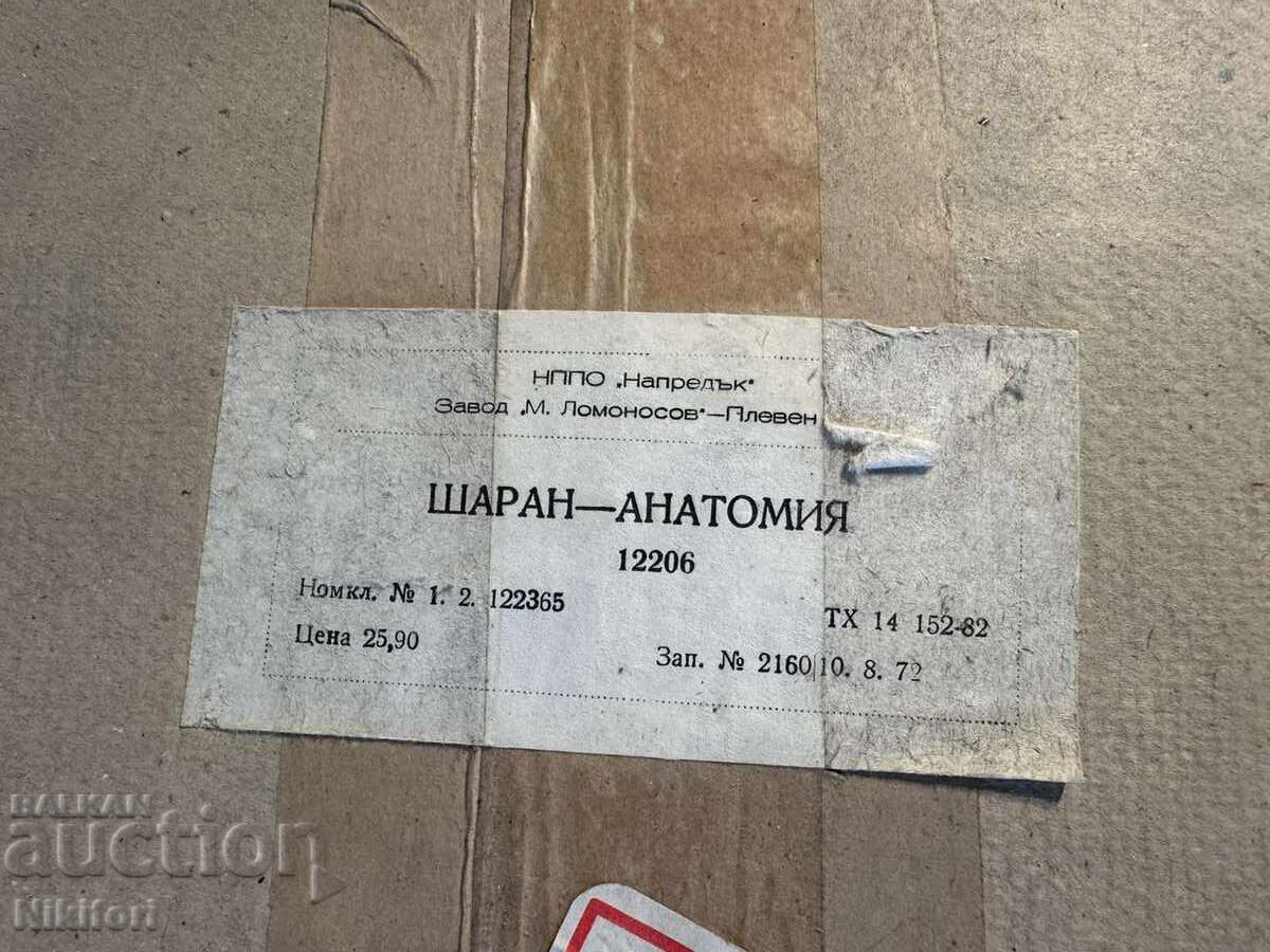 Social Educational Anatomical Model of Carp - 6 Social Educational Anatomical Model of Carp - 6